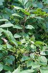 Poison sumac